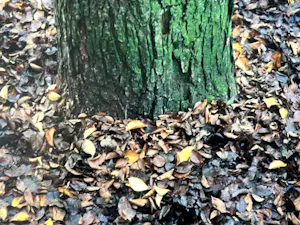 Elly Brethouwer - 'Boomstam met voet' kopen? Bied vanaf 1!