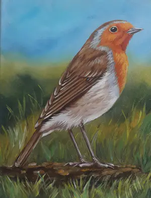 Onbekend - Mooi roodborstje in de natuur kopen? Bied vanaf 20!