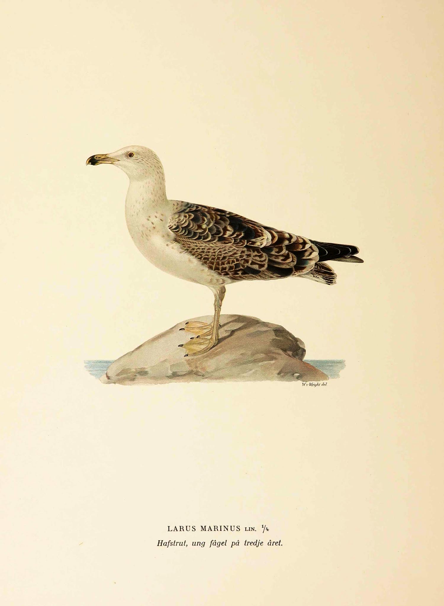 Wilhelm von Wright - Litho, Larus Marinus, uit Svenska foglar (...) kopen? Bied vanaf 20!