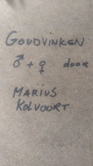 Marius Kolvoort - Goudvinken kopen? Bied vanaf 10!