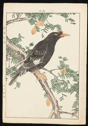 Imao Keinen - Twee Japanse prenten van vogels kaufen? Bieten Sie von 90!