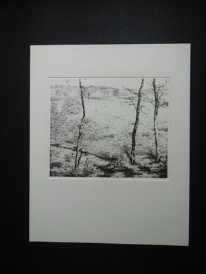 Reinder Homan - DRIE DENNEN kopen? Bied vanaf 70!