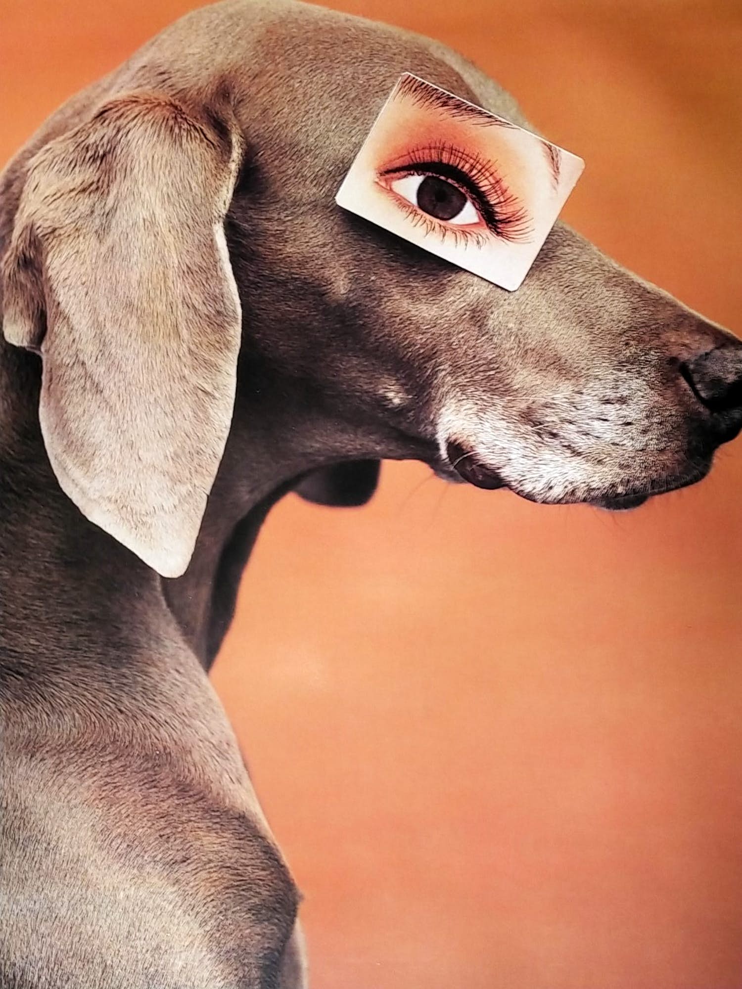 Niet of onleesbaar gesigneerd - William Wegman kopen? Bied vanaf 1!