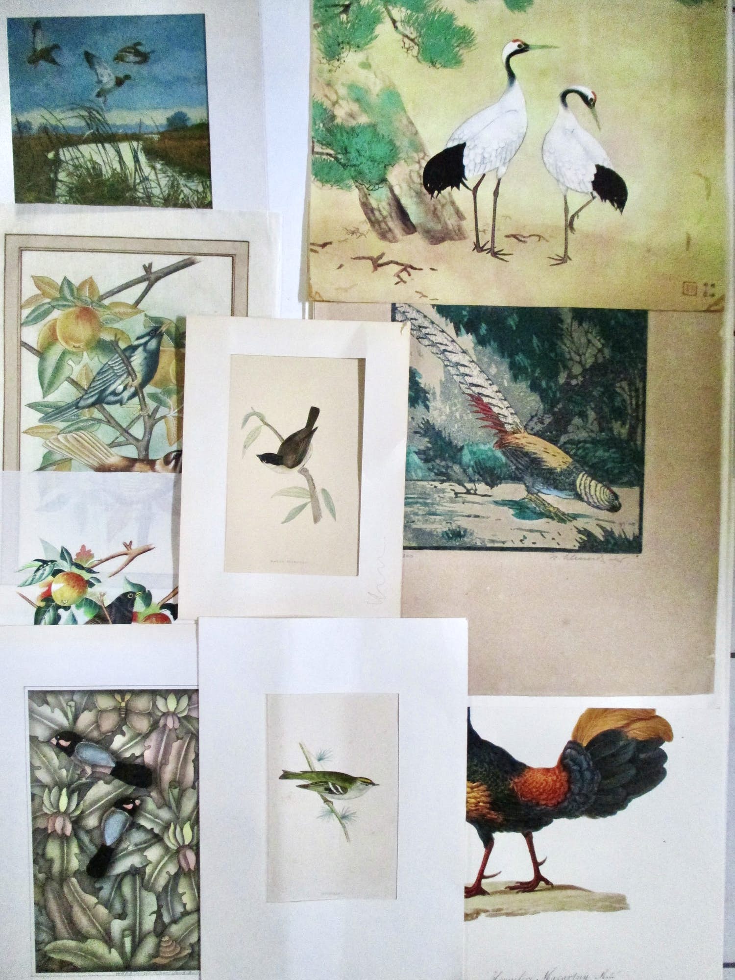 Niet of onleesbaar gesigneerd - 19 diverse vogelvoorstellingen kopen? Bied vanaf 1!