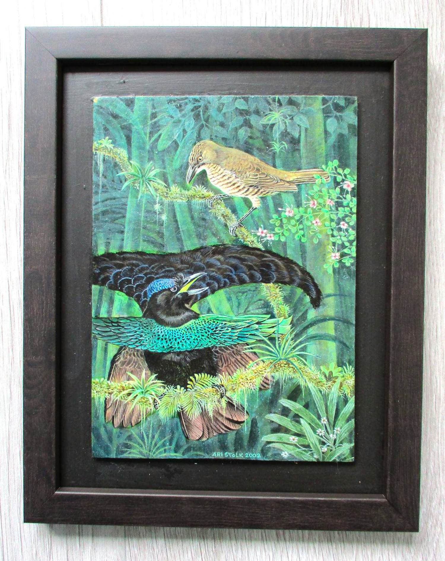 Ari Stolk - Ari Stolk - Kraagparadijsvogel - Lophornia Superba ♀ + ♂ kopen? Bied vanaf 195!