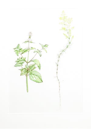 Niet of onleesbaar gesigneerd - Potloodtekening, Zonder titel - Ingelijst kopen? Bied vanaf 1!