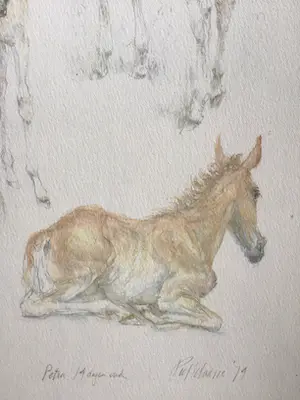 Piet Klaasse - Paarden, proefdruk offsetlitho, 2-zijdig bedrukt, gesigneerd in druk kopen? Bied vanaf 50!