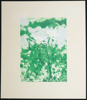 Marian Plug - Zeefdruk, Zeelelie kopen? Bied vanaf 1!