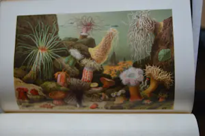 Antiquarisch Boek - The Royal Natural History (6 delen compleet) 1893 kopen? Bied vanaf 175!