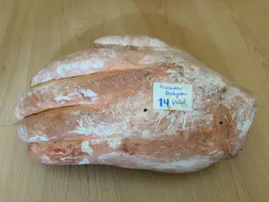 Marion Askjaer-Veld - Hand met foetus kopen? Bied vanaf 500!