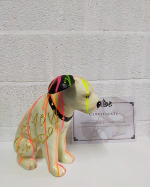 Hannes D'Haese - Hondje kopen? Bied vanaf 125!