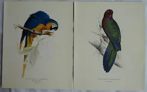 Edward Lear - Portfolio met 12 prenten van Papegaaien en Parkieten - 1990 kopen? Bied vanaf 10!