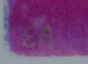 Herman Brood - Zeefdruk: Pink indian kopen? Bied vanaf 399!