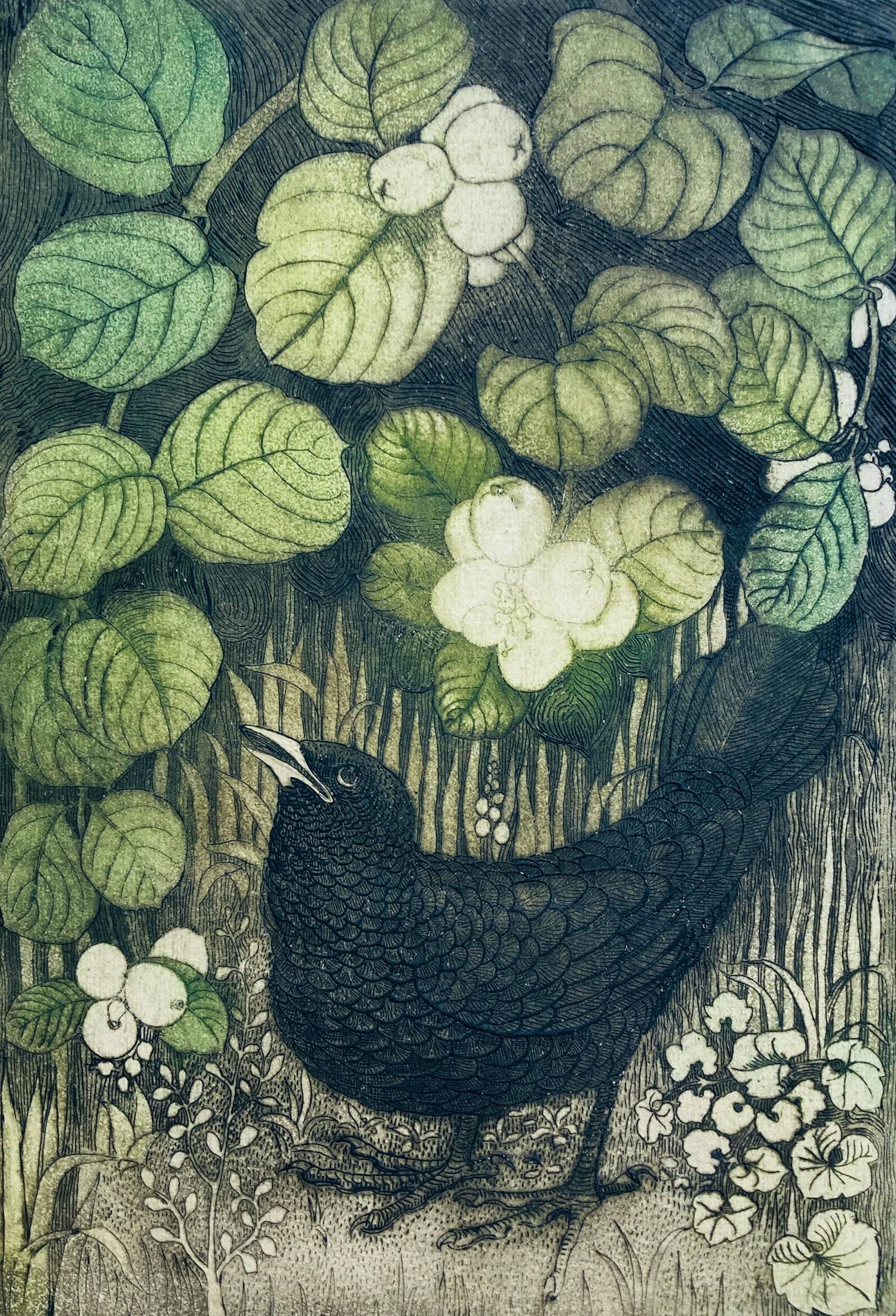 Roelf Gerbrands - merel bij sneeuwbessen kopen? Bied vanaf 20!