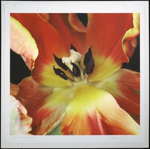 Joop Vos - en Maria Berkhout - Giclée, Tulipa 16 kopen? Bied vanaf 1!