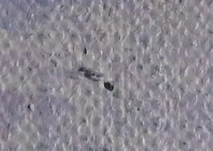 Cobi Nieuwstad - Acryl op doek, Nachtland kopen? Bied vanaf 60!