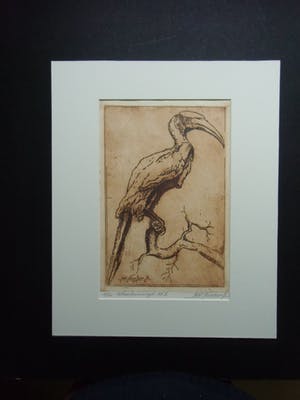 Johannes Nicolaas Jr. - NEUSHOORNVOGEL kopen? Bied vanaf 35!