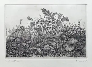 Willem Minderman - Planten, ets kopen? Bied vanaf 45!