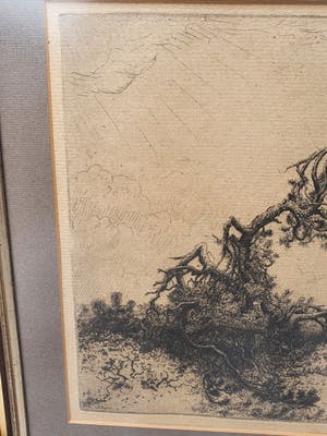 Jan Coenraad Nachenius - De Boom kopen? Bied vanaf 75!