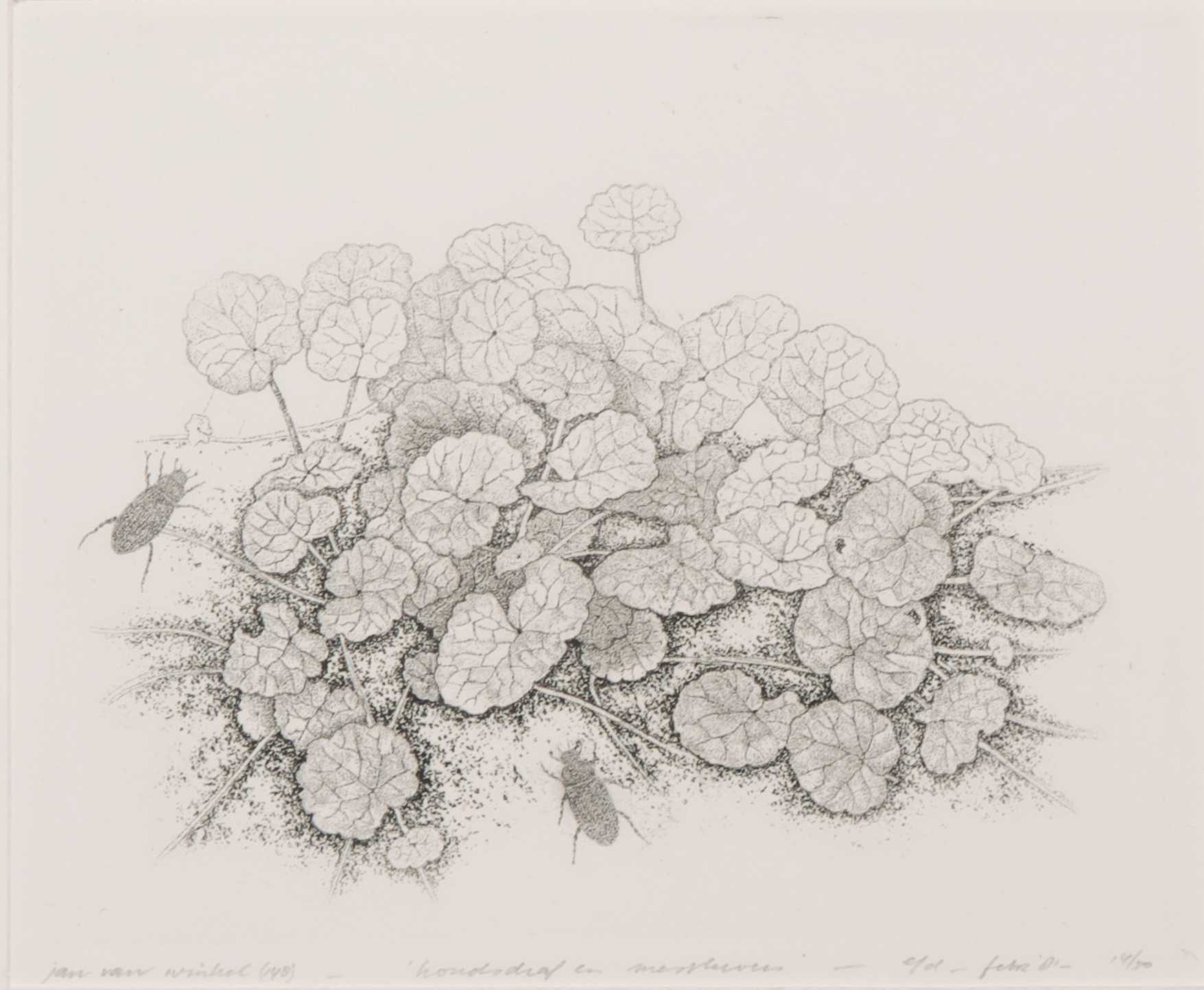 Jan van Winkel - Ets, Hondsdraf verkocht voor € 35!