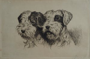 Niet of onleesbaar gesigneerd - Ingelijste ets , 2 Honden , 2 portretten - oud kopen? Bied vanaf 1!