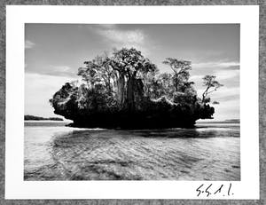 Sebastiao Salgado - Autogramm auf Fotografie Baobab Trees Bay of Moramba Madagascar kopen? Bied vanaf 49!