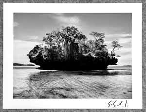Sebastiao Salgado - Autogramm auf Fotografie Baobab Trees Bay of Moramba Madagascar verkocht voor € 49!