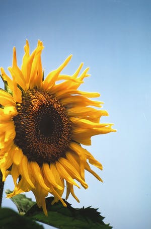 Paul Huf - C-Print, Zonnebloem - Ingelijst (Zeer groot) kopen? Bied vanaf 100!
