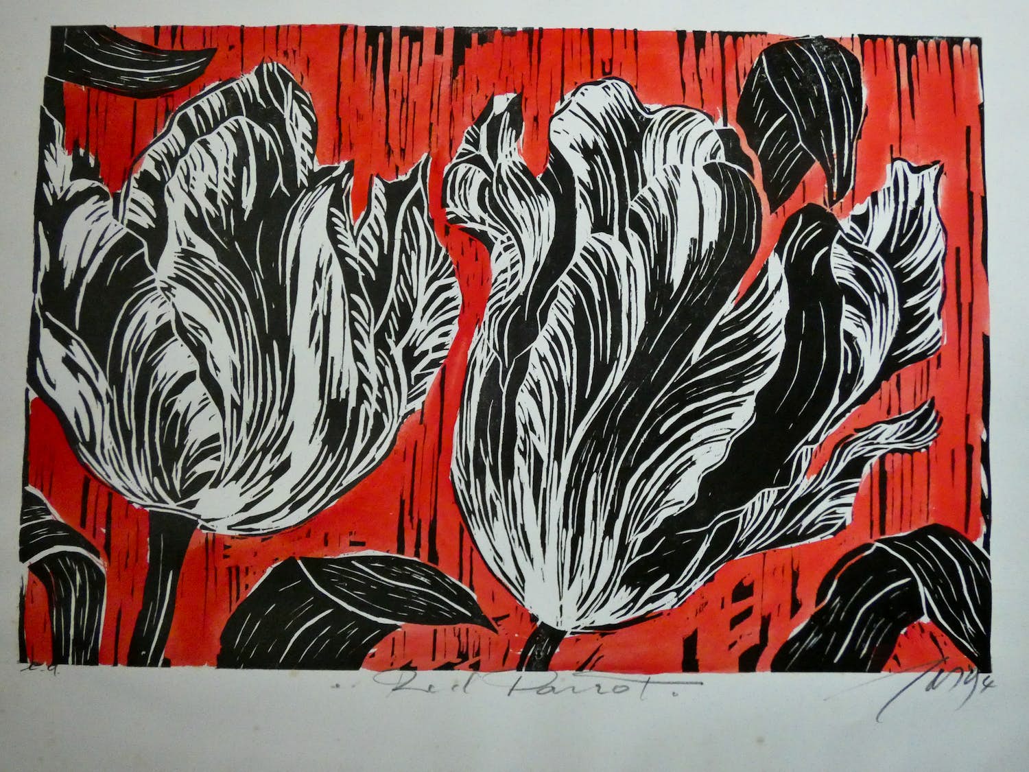 JAS - Red Parrot kopen? Bied vanaf 98!