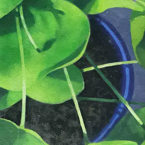 Willem Visser - Pannenkoekplanten kopen? Bied vanaf 190!