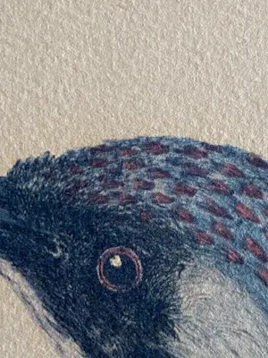 Jan Christiaan Sepp - Fraaie litho naar Jan Christiaan Sepp & Nozeman 18e eeuw kopen? Bied vanaf 40!