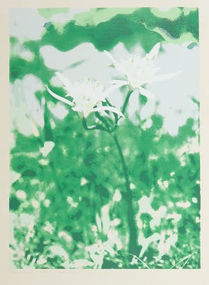 Marian Plug - Zeefdruk, Zeelelie kopen? Bied vanaf 1!