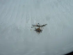 Rosenthal - Romanze in Moll kopen? Bied vanaf 1!