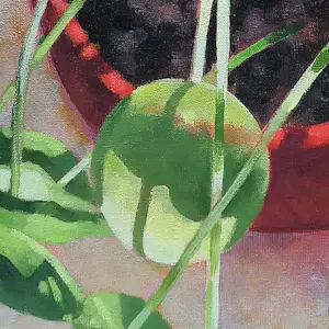 Willem Visser - Pannenkoekplant in rode pot kopen? Bied vanaf 160!