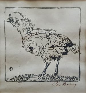 Cees Bolding - Kuiken kopen? Bied vanaf 75!