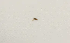 Peter Wray - Ets, Abstracte compositie - Ingelijst kopen? Bied vanaf 50!