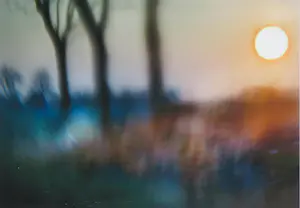 Hans van Ommeren - Set van twee foto's op dibond, Lichtspel in bos kopen? Bied vanaf 80!