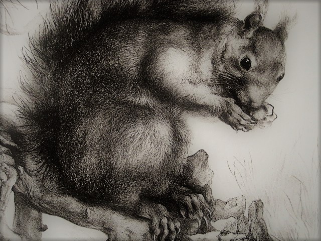 Aart van Dobbenburgh - Groot realistisch Litho "Eekhoorn op boomtak" gesigneerd 1962 kopen? Bied vanaf 1!