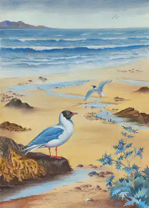 John Baxendale - Blackheaded gull with sea holly, gemengde techniek op papier vendu pour 75€ !