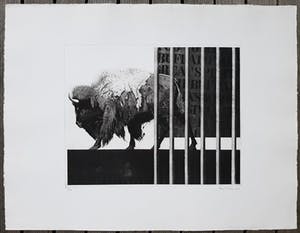 Rene Polak - Wisent, aquatint ets kopen? Bied vanaf 45!