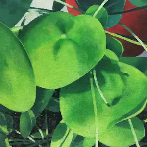 Willem Visser - Pannenkoekplanten kopen? Bied vanaf 190!