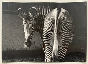 Aart Klein - Silverprint | 'Zebra - Artis Amsterdam' | 1957 (AGFA - 5) kopen? Bied vanaf 1!