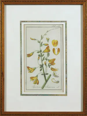 Johannes Zorn - Lot van twee handgekleurde botanische etsen kopen? Bied vanaf 50!