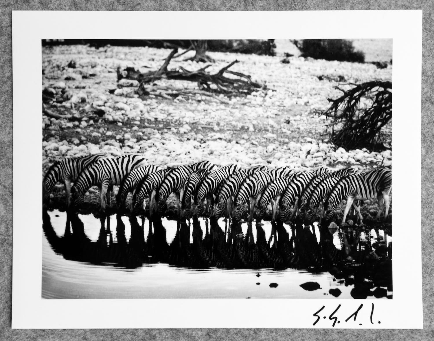 Sebastiao Salgado - Autogram auf Fotografie Mountain Zebras Africa verkocht voor € 49!