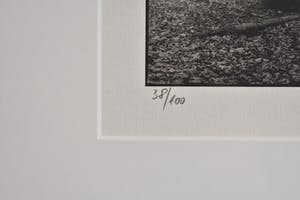 Ralph Janowski - Bomen kopen? Bied vanaf 1!