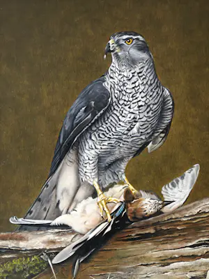 Jan Teunissen - Havikman met gaai kopen? Bied vanaf 950!