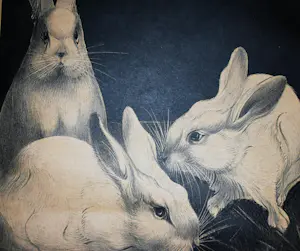 Jan Schonk - steendruk konijnen - ingelijst kopen? Bied vanaf 75!