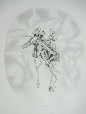 AcheterGerard van Rooy - Danse Macabre II - Ets? Enchérissez de 60!