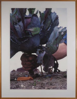 Robert Wevers - De kool, het mes en de hand kopen? Bied vanaf 125!