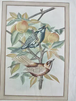 Niet of onleesbaar gesigneerd - 19 diverse vogelvoorstellingen kopen? Bied vanaf 1!